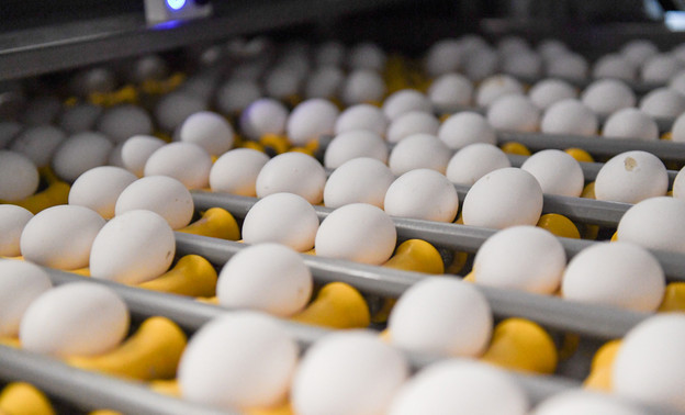 УФАС проанализирует цены на яйца