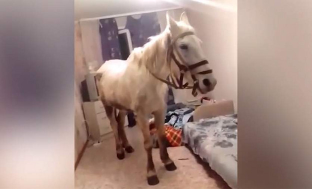 Житель Кузбасса привел в квартиру лошадь