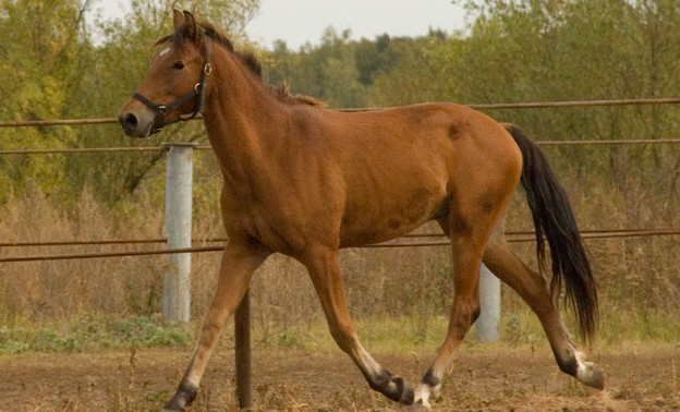 Лошадь сломала челюсть 15-летней кировчанке