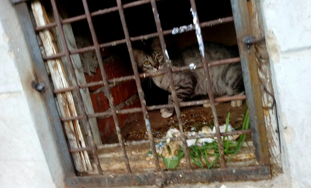 В подвале жилого дома в Нововятске коммунальщики замуровали несколько кошек
