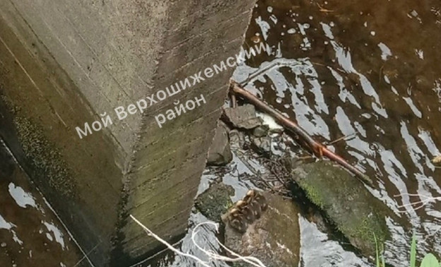 Двое мужчин спасли утят, угодивших в водосток Верхошижемского пруда