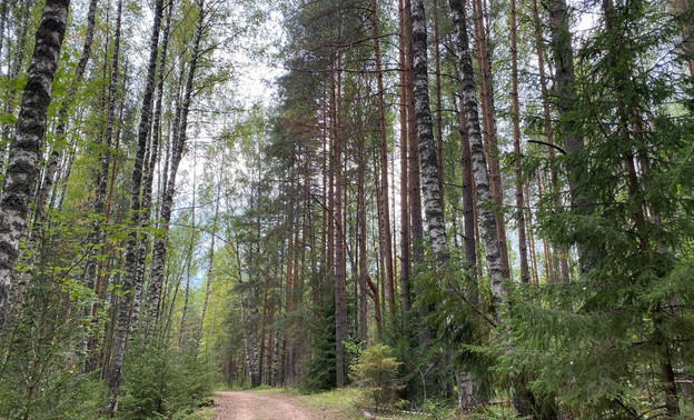 В Кировской области ожидают заморозки