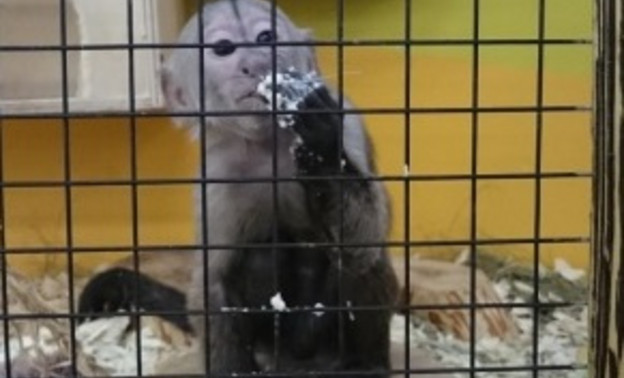 Кировский зоопарк в ТРЦ «Макси» грубо нарушает ветеринарные правила
