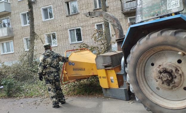 В администрации Кирово-Чепецка рассказали об уборке аварийных деревьев