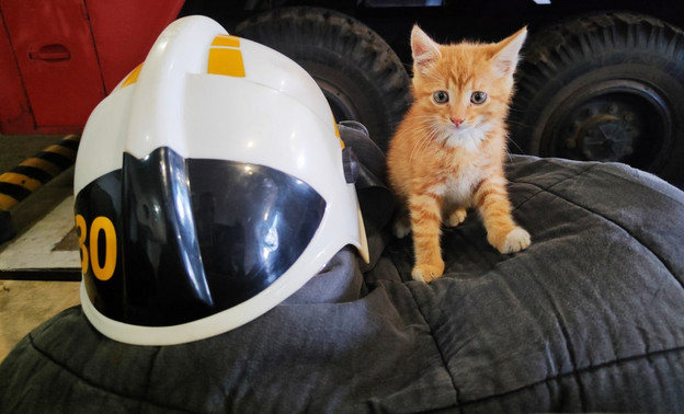 Спасённый от огня в Кумёнах котёнок теперь живёт в пожарной части
