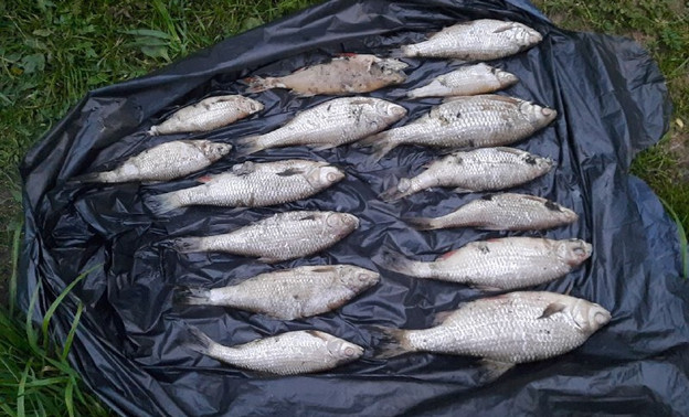 По факту гибели рыбы в реке в Лебяжском районе могут возбудить уголовное дело