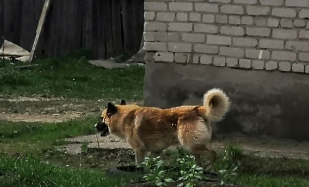 В Подосиновском районе бездомная собака напала на ребёнка