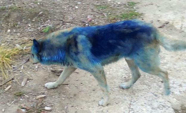Котельничане отмыли собаку, которую накануне подростки облили синей краской