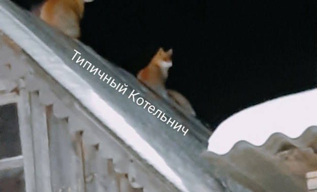 На крыше постройки в селе Спасском заметили двух лис