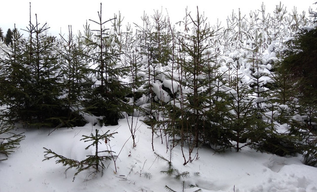 В Кирово-Чепецке полицейские спасли замерзающего в лесу мужчину