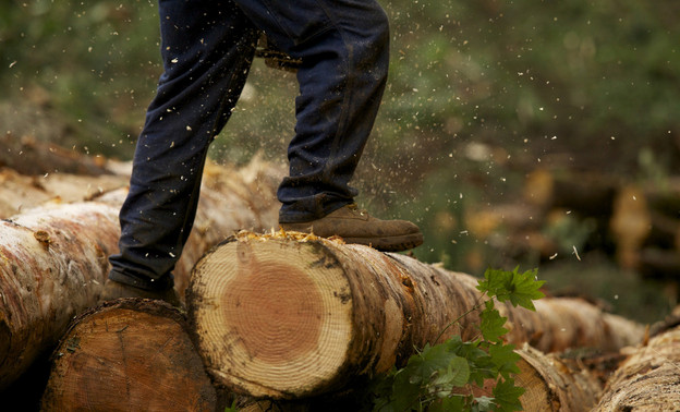 В Кировской области усилят борьбу с незаконной вырубкой леса