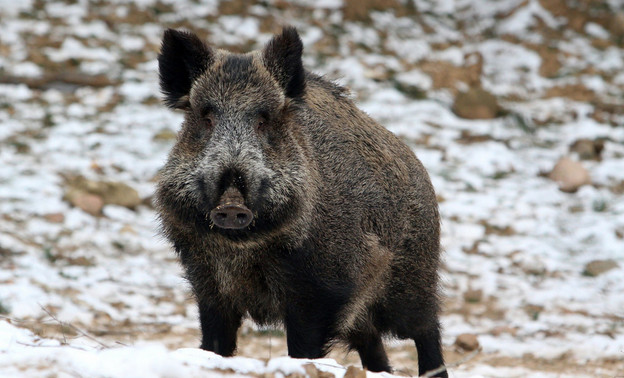 В нескольких районах Кировской области установили карантин по африканской чуме свиней