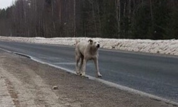 Кировский Хатико. Собака ждёт хозяев на трассе в Оричевском районе больше полугода