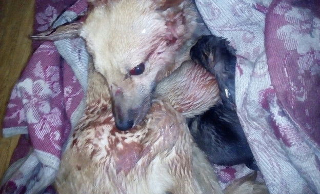 На живодёра из Мурашей, избившего и выбросившего в мусорку собаку со щенками, завели уголовное дело