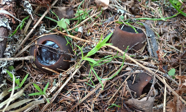 Уникальная находка: краснокнижный «ведьмин котёл» обнаружили в лесах Кировской области