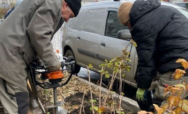 В Кирове планируют высадить более 600 деревьев