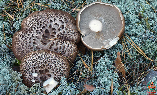 Из Кировской области впервые экспортировали в Корею один из самых необычных грибов