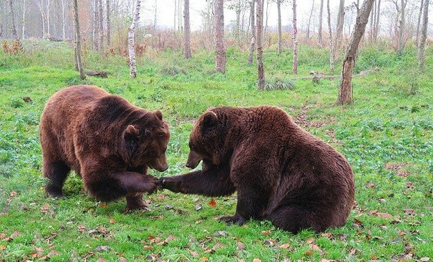 В Кировской области обозначили сроки охоты в весенний период