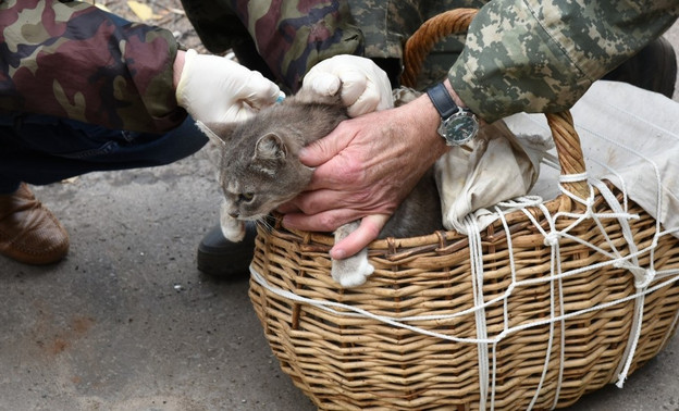 В Первомайском районе домашним животным сделают бесплатные прививки от бешенства