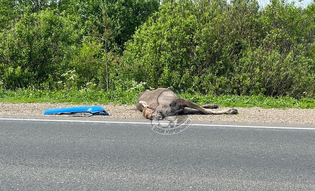 В Кирово-Чепецком районе водитель сбил лося