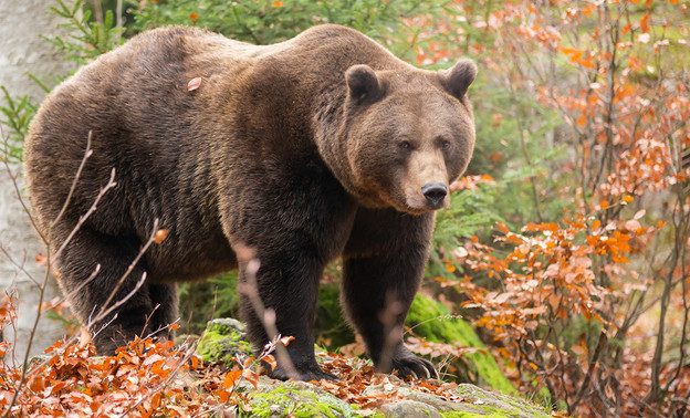 Утверждены лимиты и квоты на добычу медведя в Кировской области