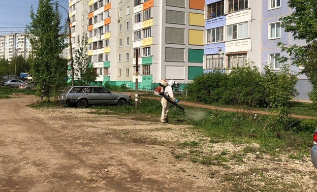 В Кирове приступили к химической обработке территорий от борщевика