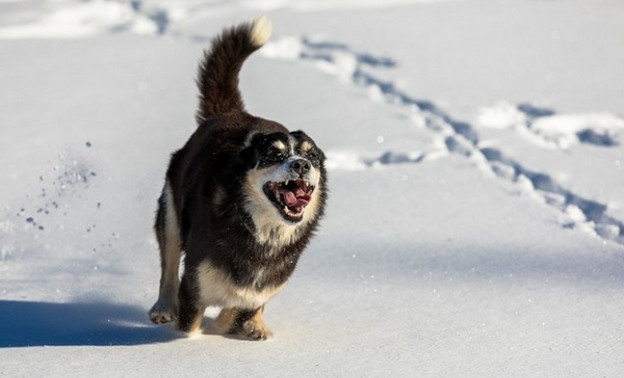 В Омутнинском районе увеличили финансирование на отлов безнадзорных собак