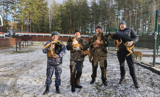 В Кировскую область привезут 10 щенков из свердловского ГУФСИН