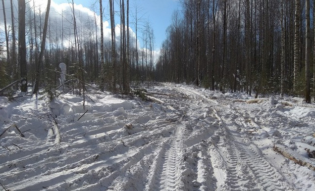 В Омутнинском районе поваленное лесорубом дерево упало на человека