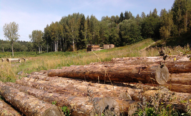 Два кировчанина попались на мошенничестве с лесом на 8,5 млн рублей