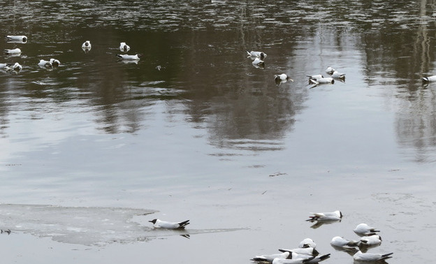 Мёртвых птиц, массово погибших на пруду в Слободском районе, исследуют на опасные болезни