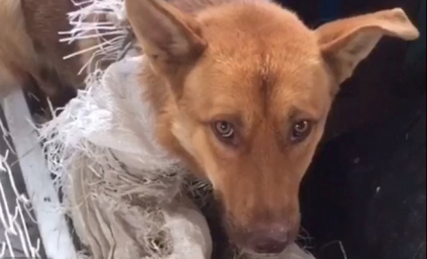 Зоозащитники: В Кирово-Чепецке работники местного предприятия держали на привязи собак для «мяса»