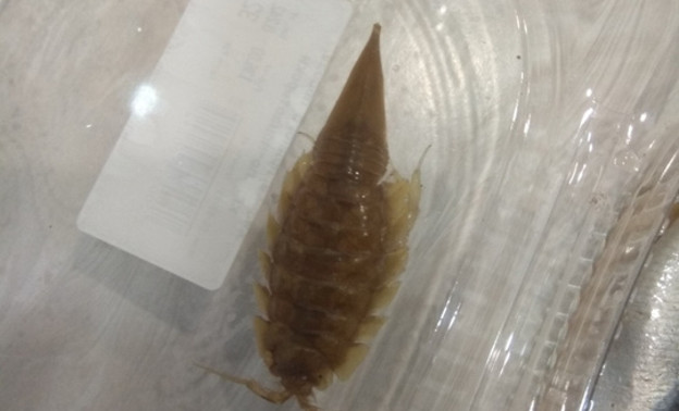 В кильке из кировского магазина нашли морского таракана