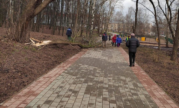 В парке имени Кирова вырубают аварийные деревья
