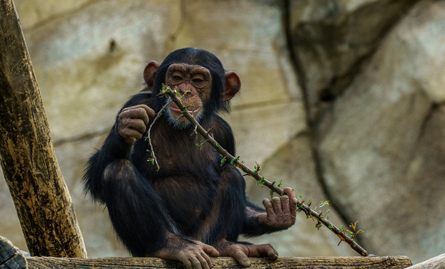 Стали известны основные признаки заболевания оспы обезьян