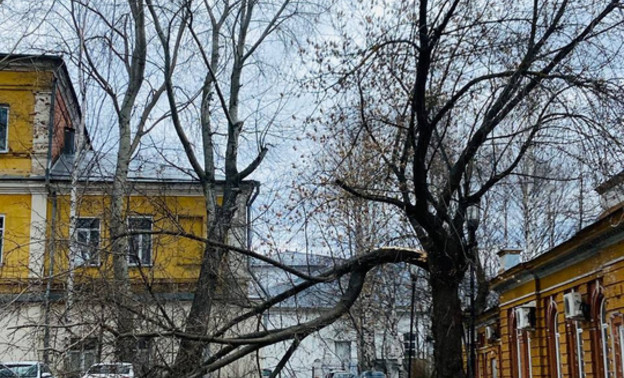 В исторической части Кирова спилили взрослое дерево