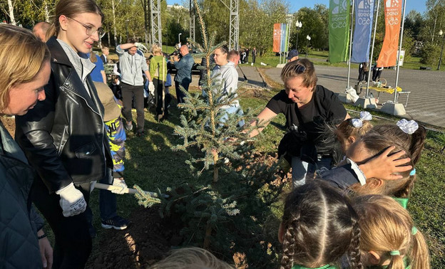 В Кочуровском парке высадили колючие ели