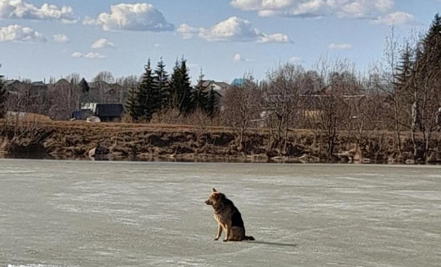 В Афанасьево пожарные спасли застрявшую на льду собаку