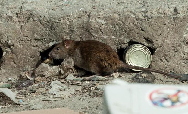 Администрация заявила о планах избавиться от крыс в Кирове «раз и навсегда»