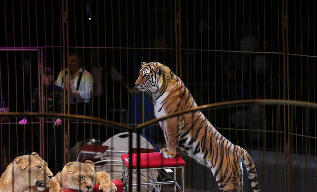 В Госдуму внесли законопроект о введении запрета на использование животных в цирках