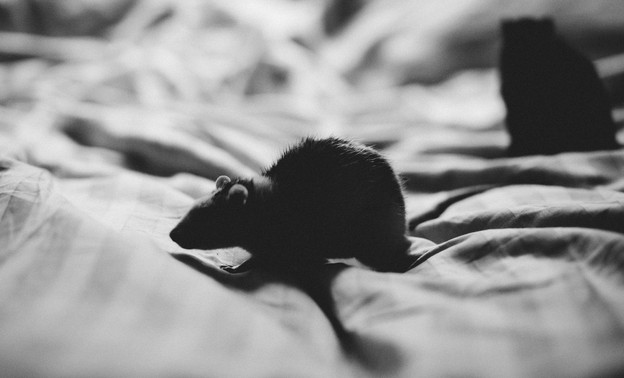 «Нужно действовать на опережение»: общественник рассказал о борьбе с голодными крысами на полигоне в Лубягино