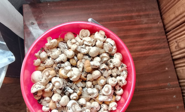 Грибники Кировской области собирают первые рядовки