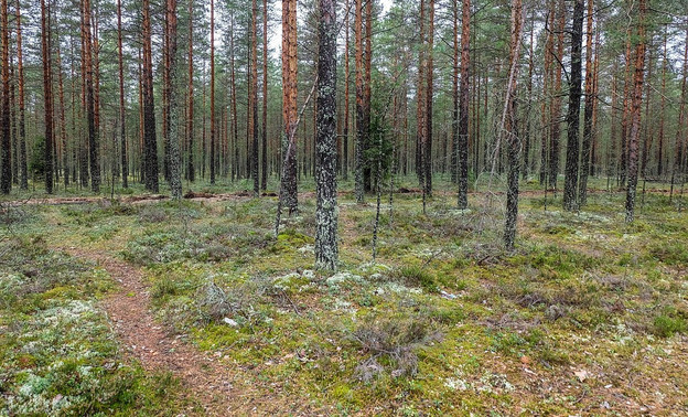 В Кировской области нашли пенсионера, блуждавшего по лесу двое суток