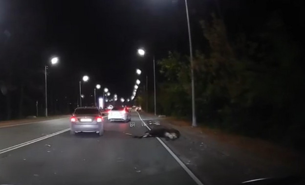 В Кировской области сбили лося, зайца и кабана