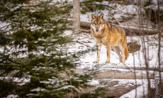 С начала 2024 года в Кировской области охотники добыли 152 волка