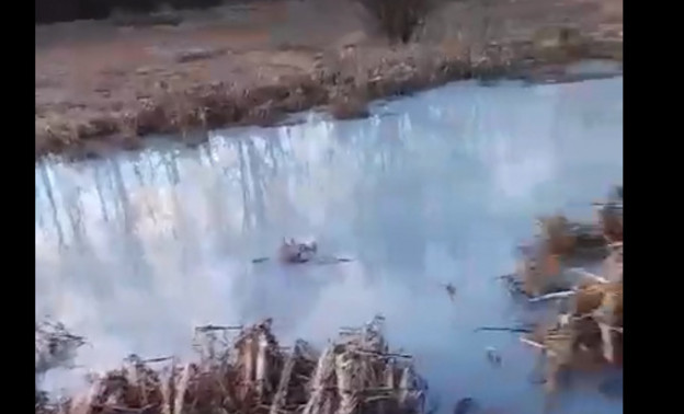 Предприятие, которое загрязняет реку Чахловицу в Пасегово, привлекут к ответственности