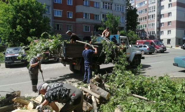 В Кирове поваленные и сломанные деревья уберут в течение недели