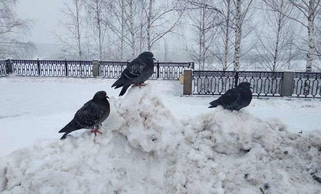 Погода в Кирове. В четверг снова пойдёт снег