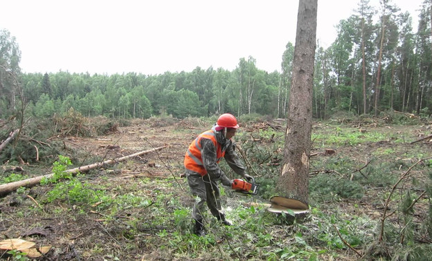 Двух кировчан осудили за незаконную вырубку леса на 4 миллиона рублей