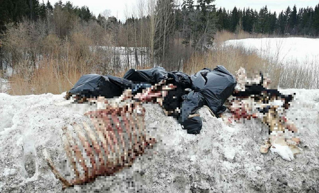 В Кирове нашли свалку с останками животных